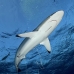 shark_silky_far_jar_v_0267_cub1549_rv.jpg